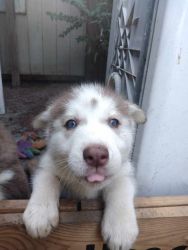 Husky puppies for a loving home