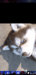 Siberian husky puppies red and white short hair