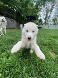 Siberian Puppies for sale