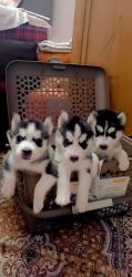 I want the best home for my beautiful puppies contact at xxxxxxxxxx