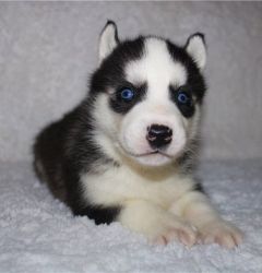 Cross face Siberian Husky puppies. Text us only via xxxxxxxxxx