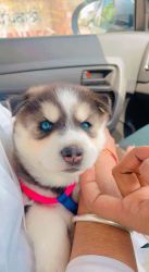 Female puppy 28 days both eyes blue double coating fur
