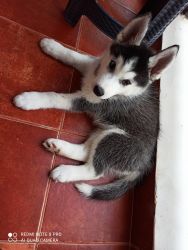 Siberian husky puppy available for sale