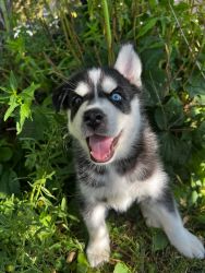 Siberian Husky Litter of adorable pups!