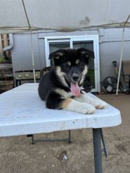 Selling husky mix puppies