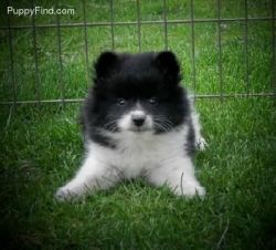 siberian huky puppies for sale