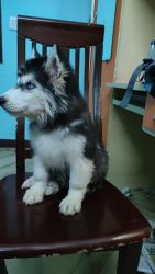Husky wooley coat odd eye male puppy available in Chennai contact me 8