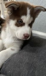 Puppy Huskies for sale