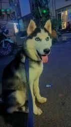 I want to sell my dog, Siberian husky ,4 month with good look