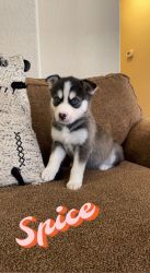 Husky mix for sell
