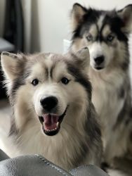 2 Siberian Huskies brothers for sell