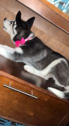 Freya, 11 week old Siberian Husky