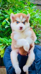 Top quality saibarn Husky male puppy with pepper available in pune
