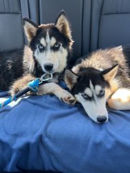 Beautiful Brother and Sister Huskies for sale
