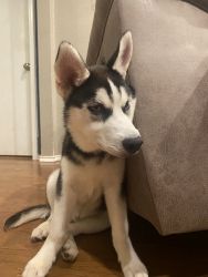 Husky 3 month old puppy