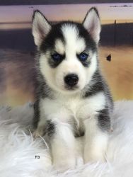Siberian Husky Puppy from Midwestern Huskies Ally female 7/12/22