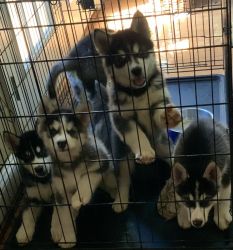 Alusky Puppies for sale (Siberian Husky and Alaskan Malamute Cross bre
