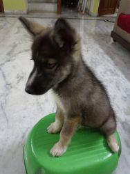 Agouti husky is available 3 months old