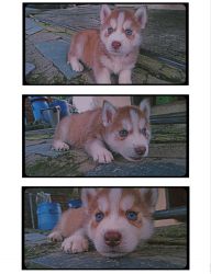 40 day husky (copper colour wooly coat blue eye