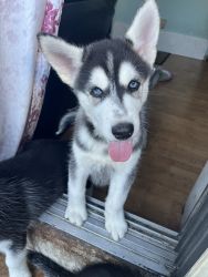 Huskies looking for forever homes!!!