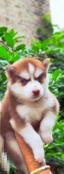 Red and white blue eyes female husky puppy