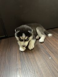 47 days old black and white with blue eyes siberian husky