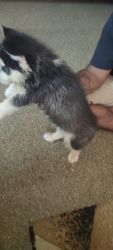 Husky male puppy for sale