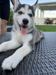 5 Siberian huskies ready for rehoming