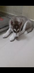 Siberian huskey with paper contact xxxxxxxxxx