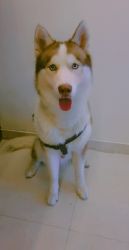 Siberian husky with blue eyes and thick coat