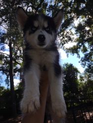WOOLY UNLIMITED AKC BLACK & WHITE MALE SIBERIAN HUSKY PUPPY