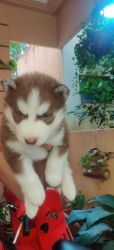 Wooly coat husky puppies one month old with