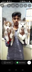 Available husky male and female puppies