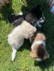 3 pure bred Siberian Husky Puppies