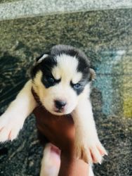 Huskey puppies blue eyes wooly coat