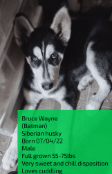 B &W Siberian husky puppy