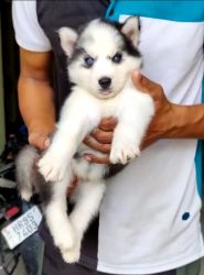 Husky Blue eye's female pup for sale