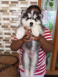 Siberian husky male puppy for sale in coimbatore