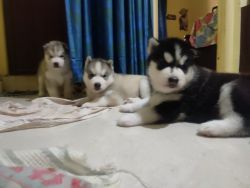 Siberian Husky Puppies for sale in Bangalore