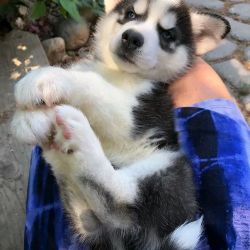 Healthy Male and Female Siberian Husky puppies