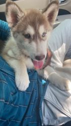 I want to sell,my 2 months old broun husky,with odd eye's immediately
