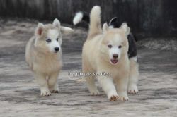 AESTHETICALLY PERFECT BLUE EYED HUSKIES SUPER WOOLLY COAT'S
