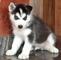 Siberian Husky Puppies. Text or WhatsApp at.... +1(5xx) xx4-36xx