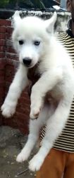 Husky snow white puppy