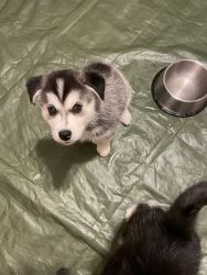 Full blooded husky puppies