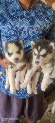 LOOKING TO SELL HUSKY PUPPIES