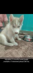 Adorable husky puppy available