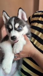 Baby Husky looking for new parents