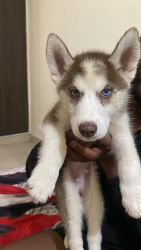 Siberian husky blue eyes