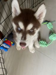 Healthy and Active Husky pup for sale